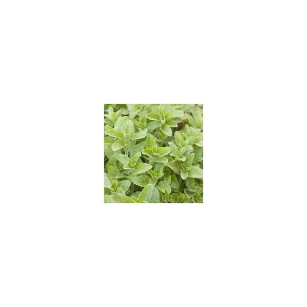 SEMILLA OREGANO SOBRE ROCALVA