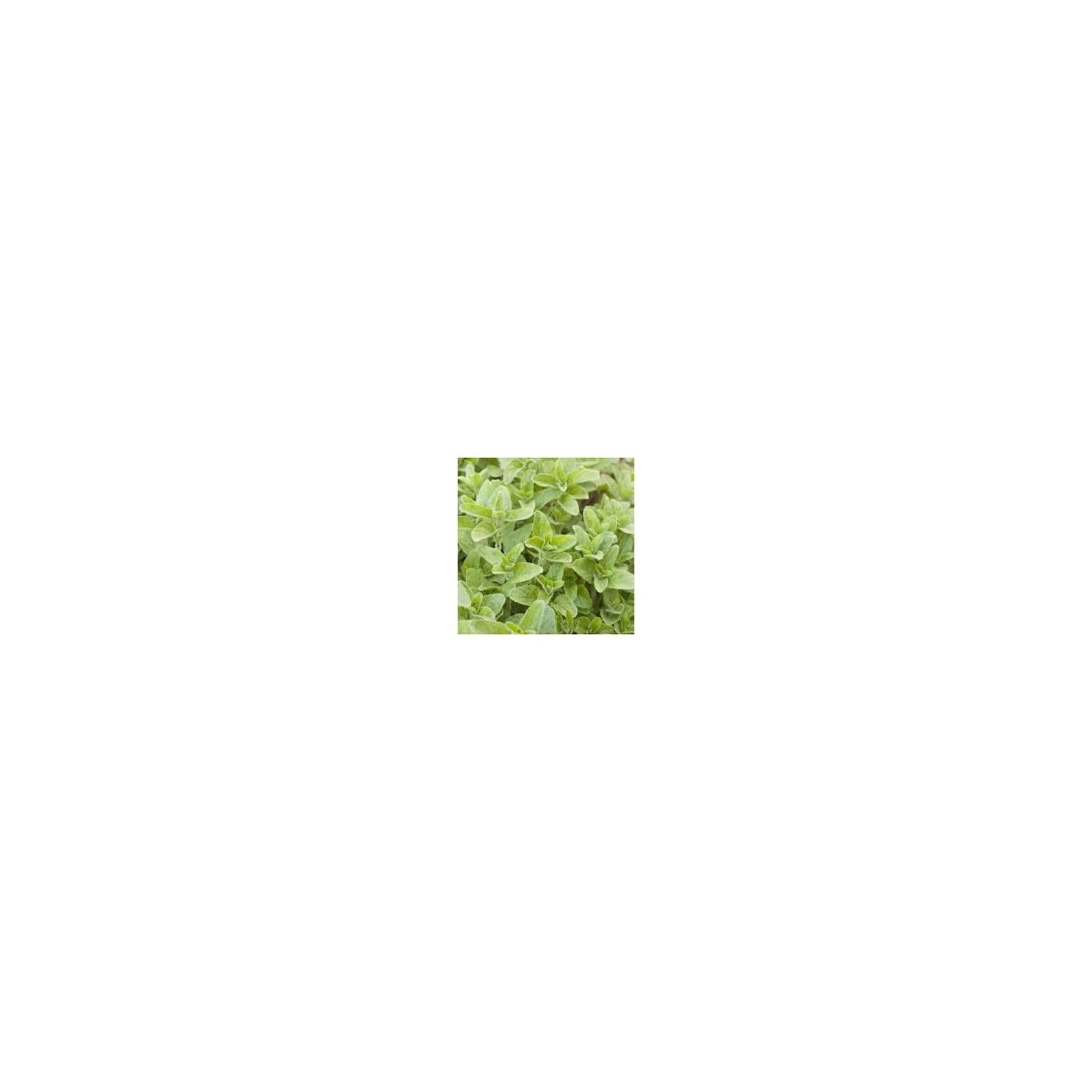 SEMILLA OREGANO SOBRE ROCALVA