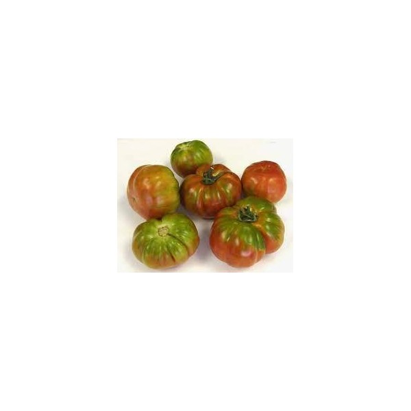 SEMILLA TOMATE SOBRE MUCHAMIEL