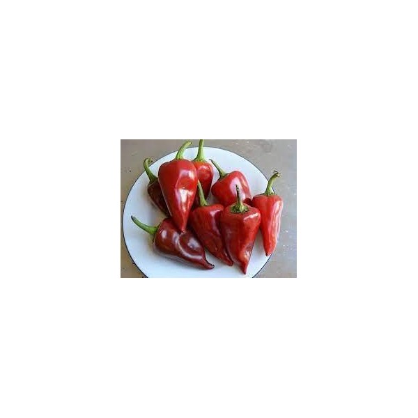 SEMILLA PIMIENTO PIQUILLO SOBRE ROCALVA