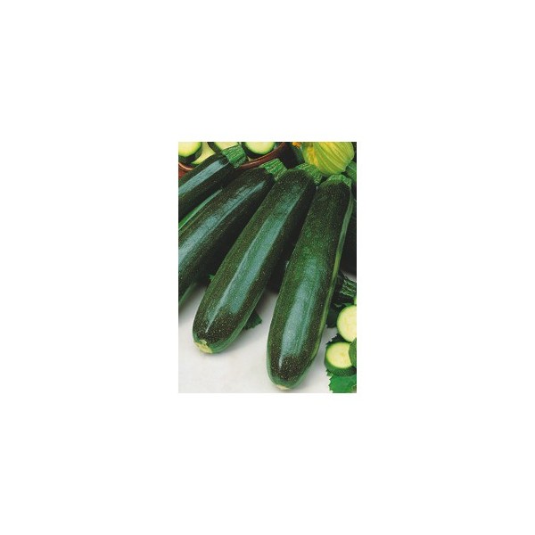 SEMILLA CALABACIN SOBRE