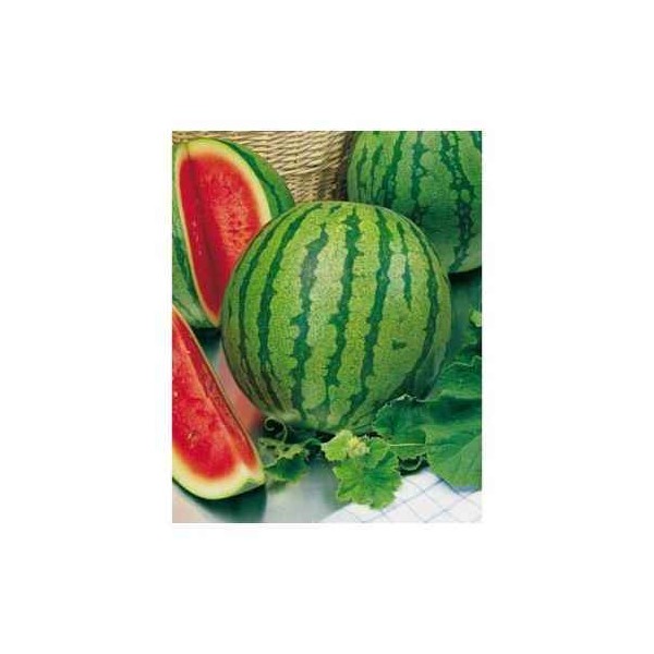 SEMILLA SANDIA RALLADA SOBRE
