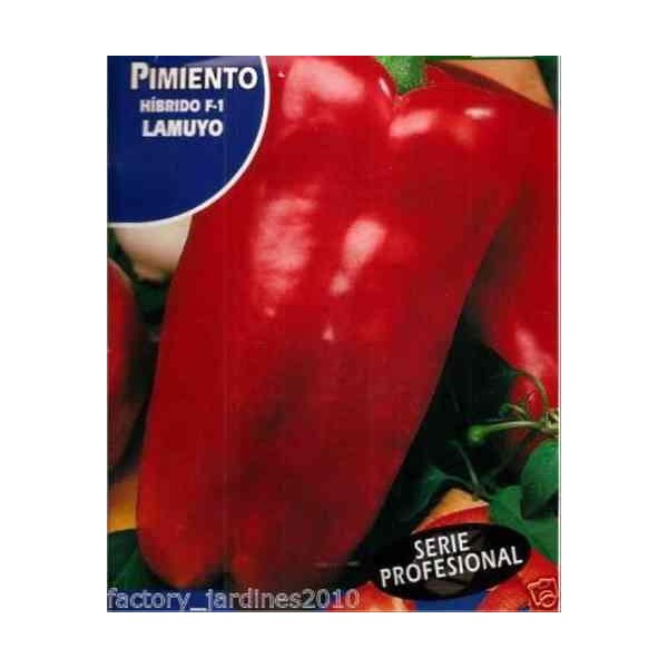 SEMILLA PIMIENTO GRUESO DE PLAZA SOBRE ROCALVA
