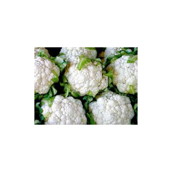 SEMILLA COLIFLOR SOBRE