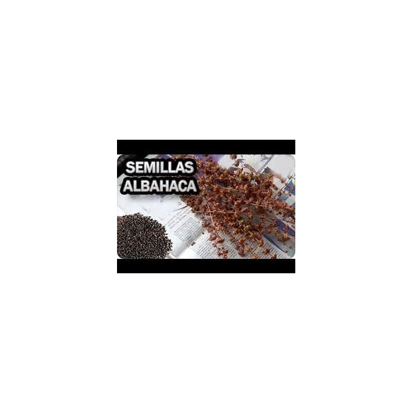 SEMILLA ALBAHACA SOBRE